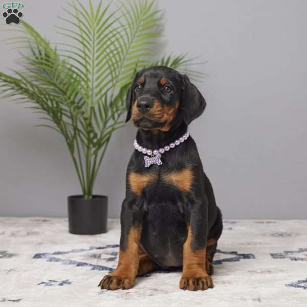 Skye, Doberman Pinscher Puppy